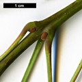 SpeciesSub: subsp. syriaca SpeciesSub: subsp. syriaca